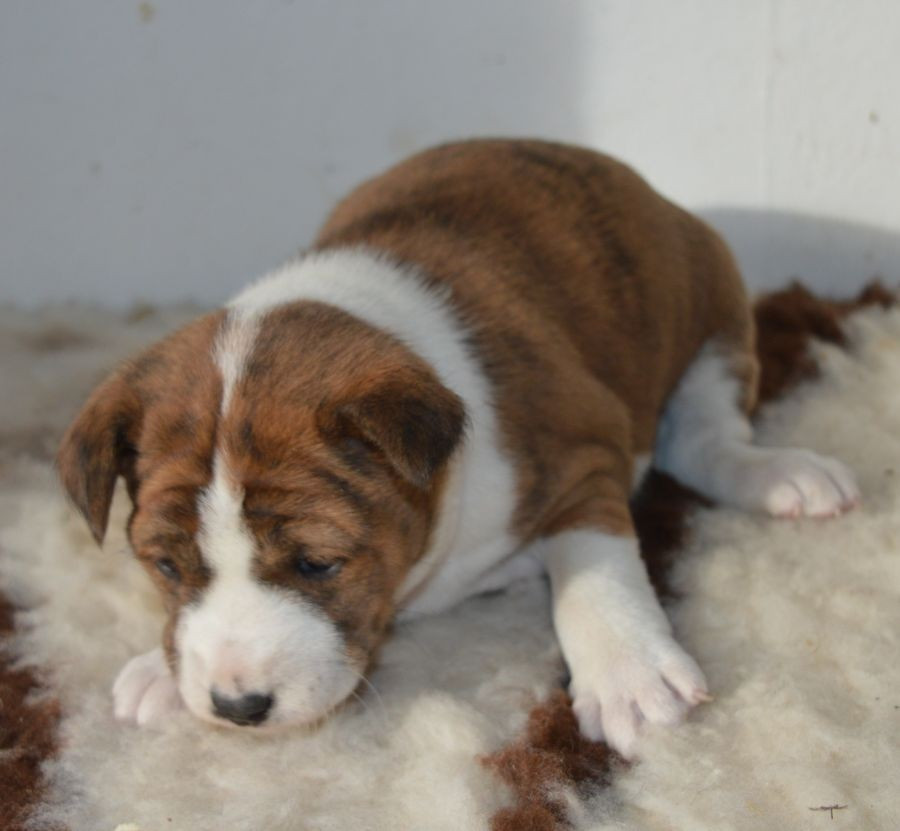 Femelle Bringé : AMOR DE BAMBINA