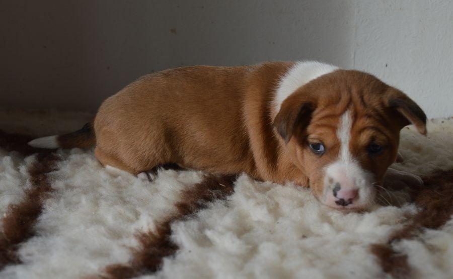 Male Fauve et Blanc : ABE