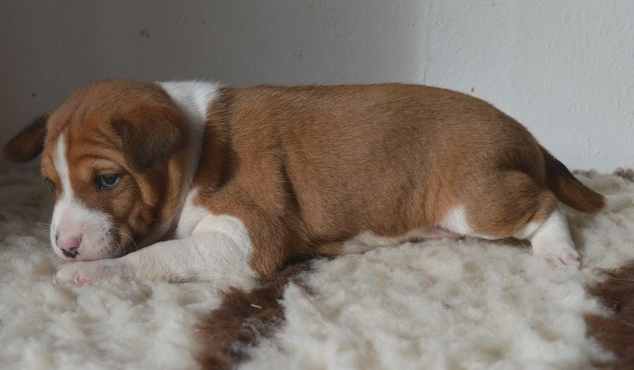 Male Fauve et Blanc : ABE