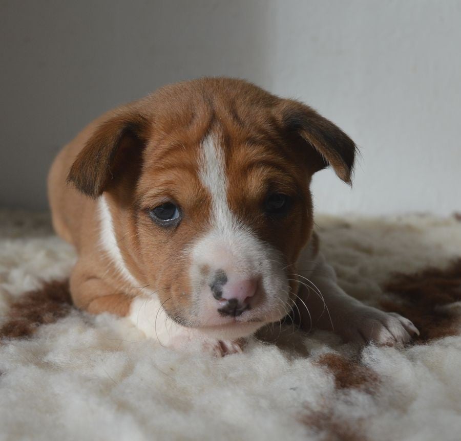 Male Fauve et Blanc : ABE