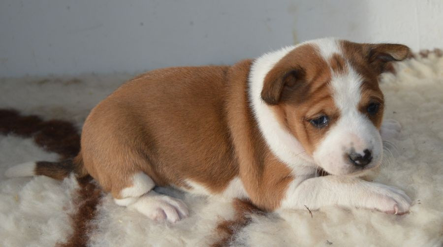 Femelle Fauve et Blanc 1 : ARYA