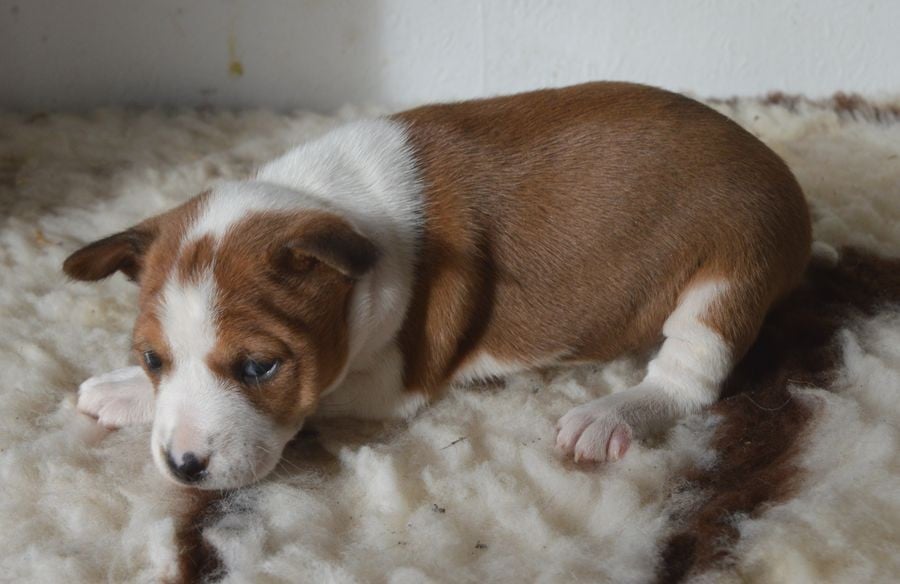 Femelle Fauve et Blanc 1 : ARYA