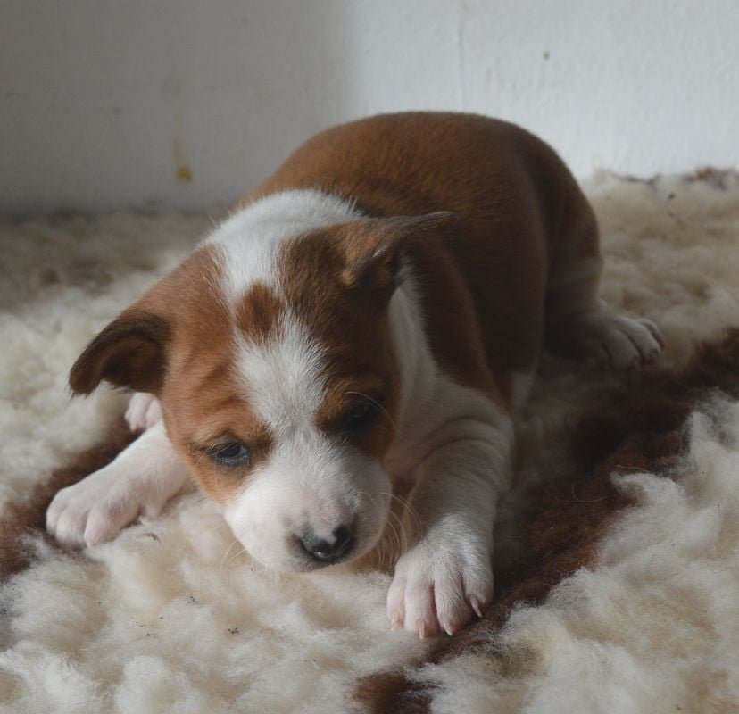 Femelle Fauve et Blanc 1 : ARYA