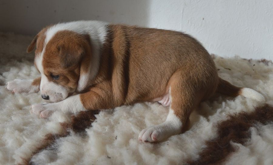 Femelle Fauve et Blanc 2 / ADELE DINA