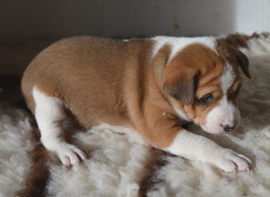 Femelle Fauve et Blanc 3 / ARTEMIS ISIS