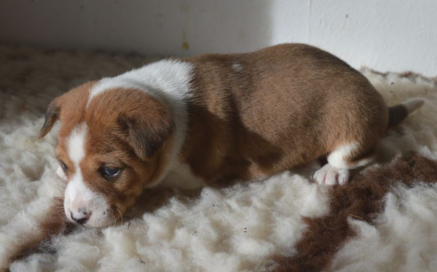 Femelle Fauve et Blanc 3 / ARTEMIS ISIS