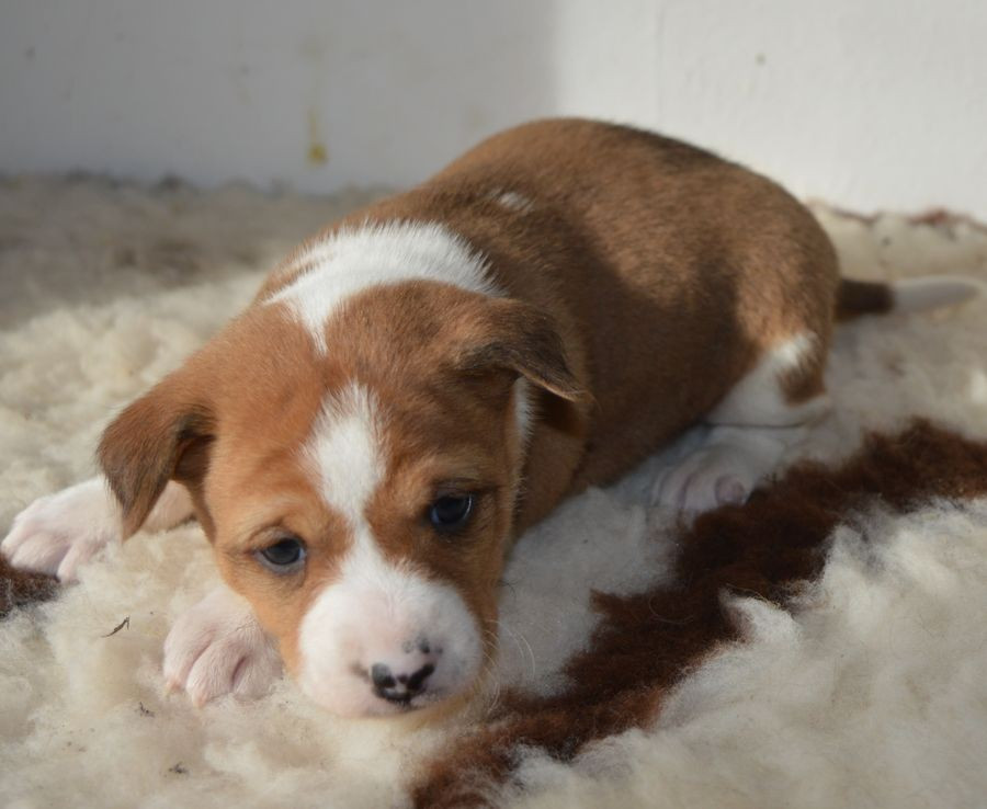 Femelle Fauve et Blanc 3 / ARTEMIS ISIS