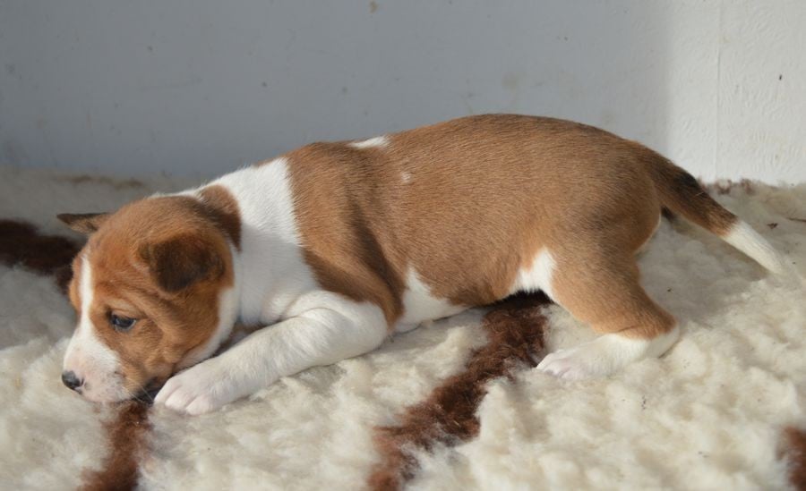 Femelle Fauve et Blanc 4 : ALLY