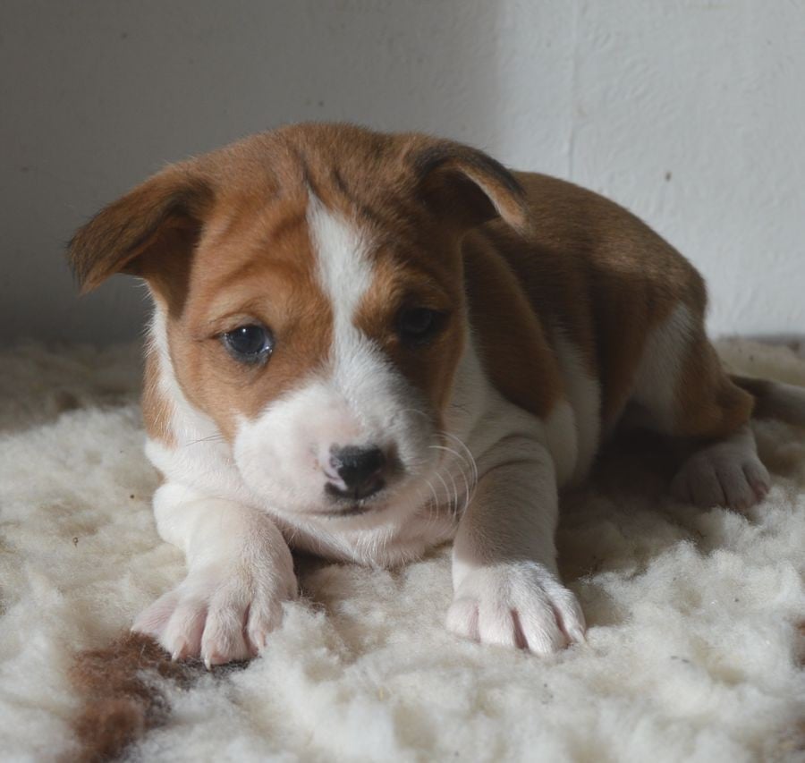 Femelle Fauve et Blanc 4 : ALLY