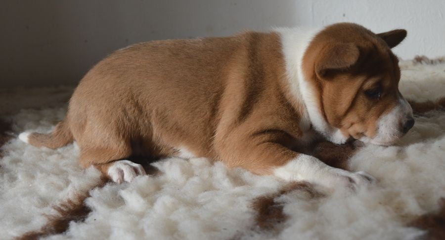 Femelle Fauve et Blanc 5