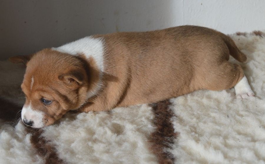 Femelle Fauve et Blanc 5