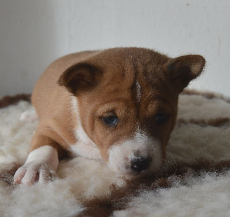 Femelle Fauve et Blanc 5