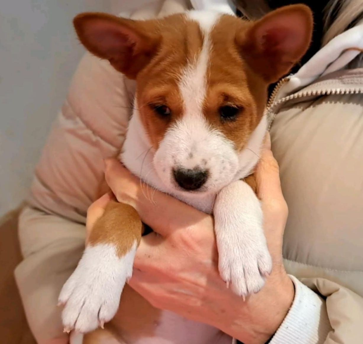 Femelle Fauve et Blanc 2 / ADELE DINA