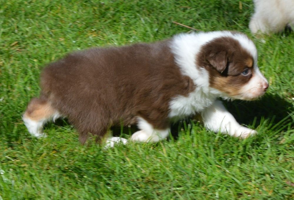 Male Rouge Tricolore 1