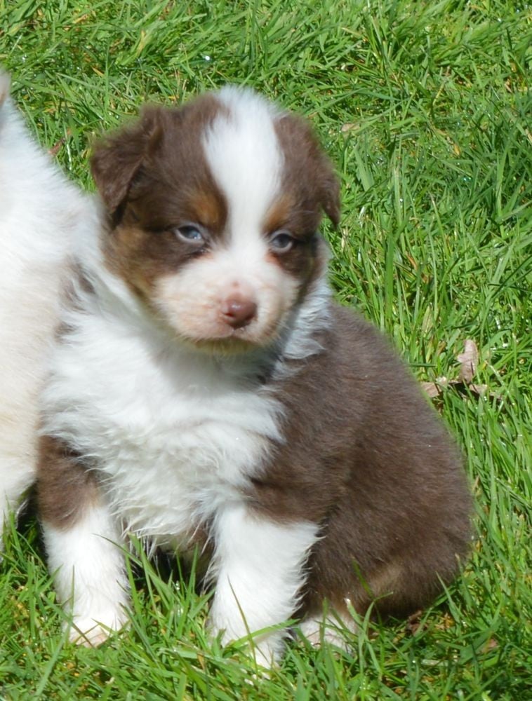 Male Rouge Tricolore 1