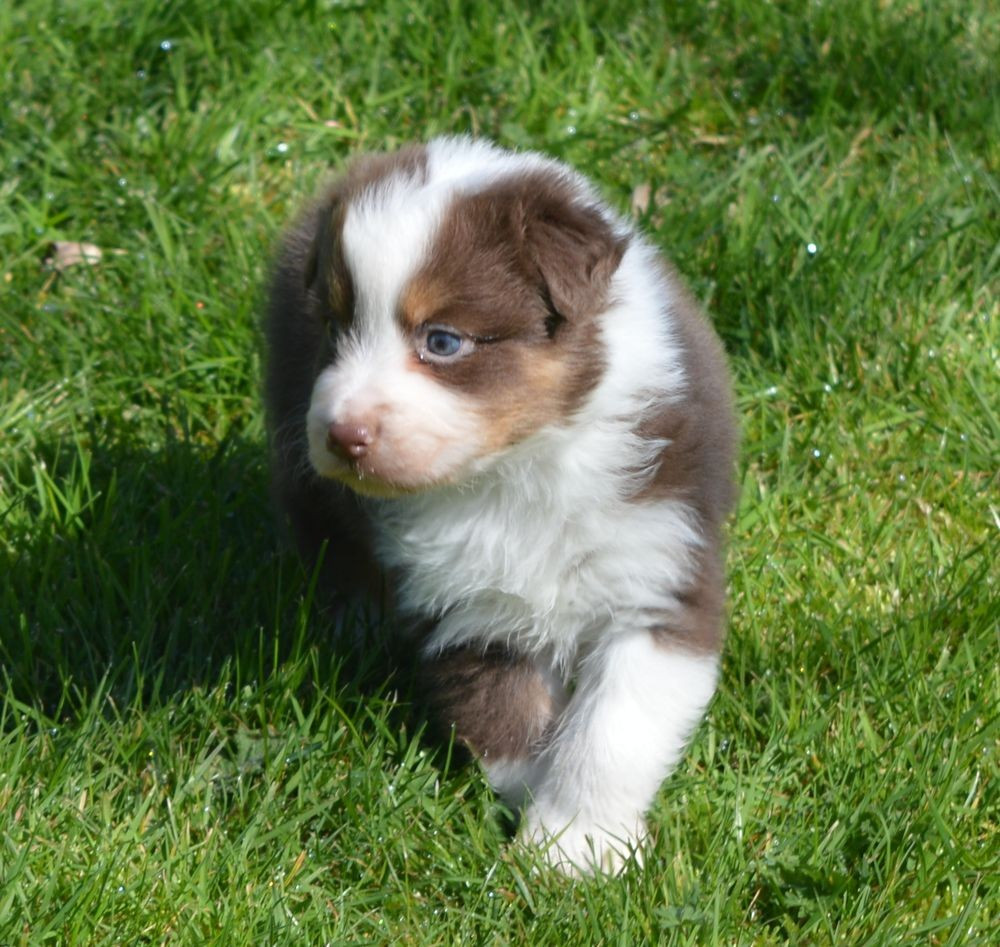 Male Rouge Tricolore 1