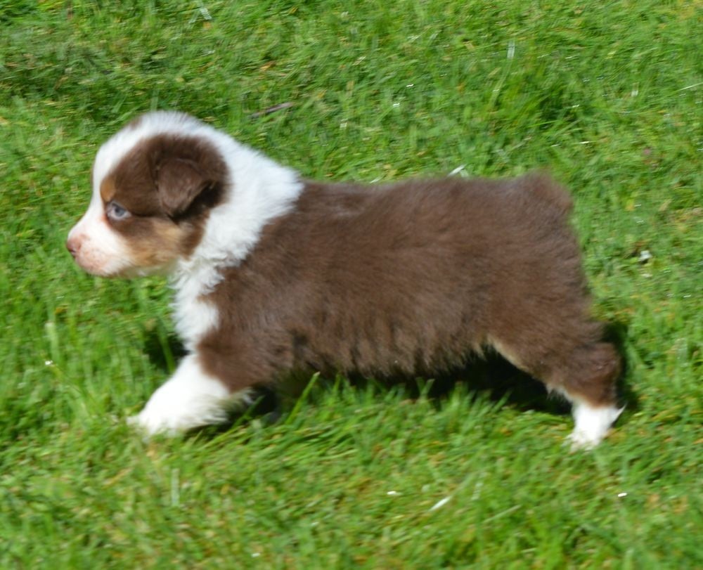 Male Rouge Tricolore 1