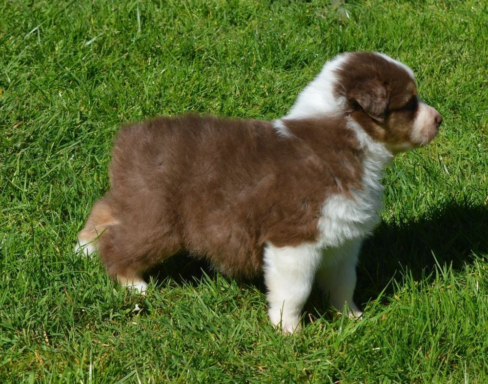 Male Rouge Tricolore 2