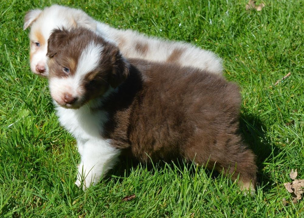 Male Rouge Tricolore 2