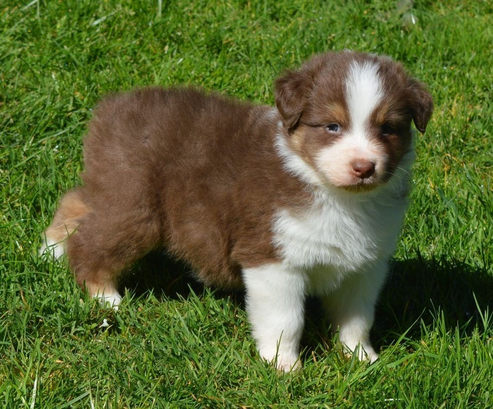 Male Rouge Tricolore 2