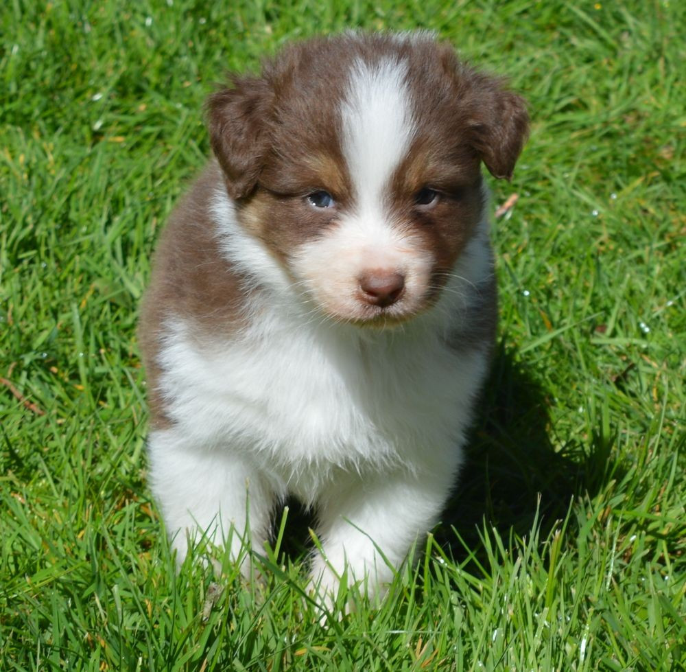 Male Rouge Tricolore 2