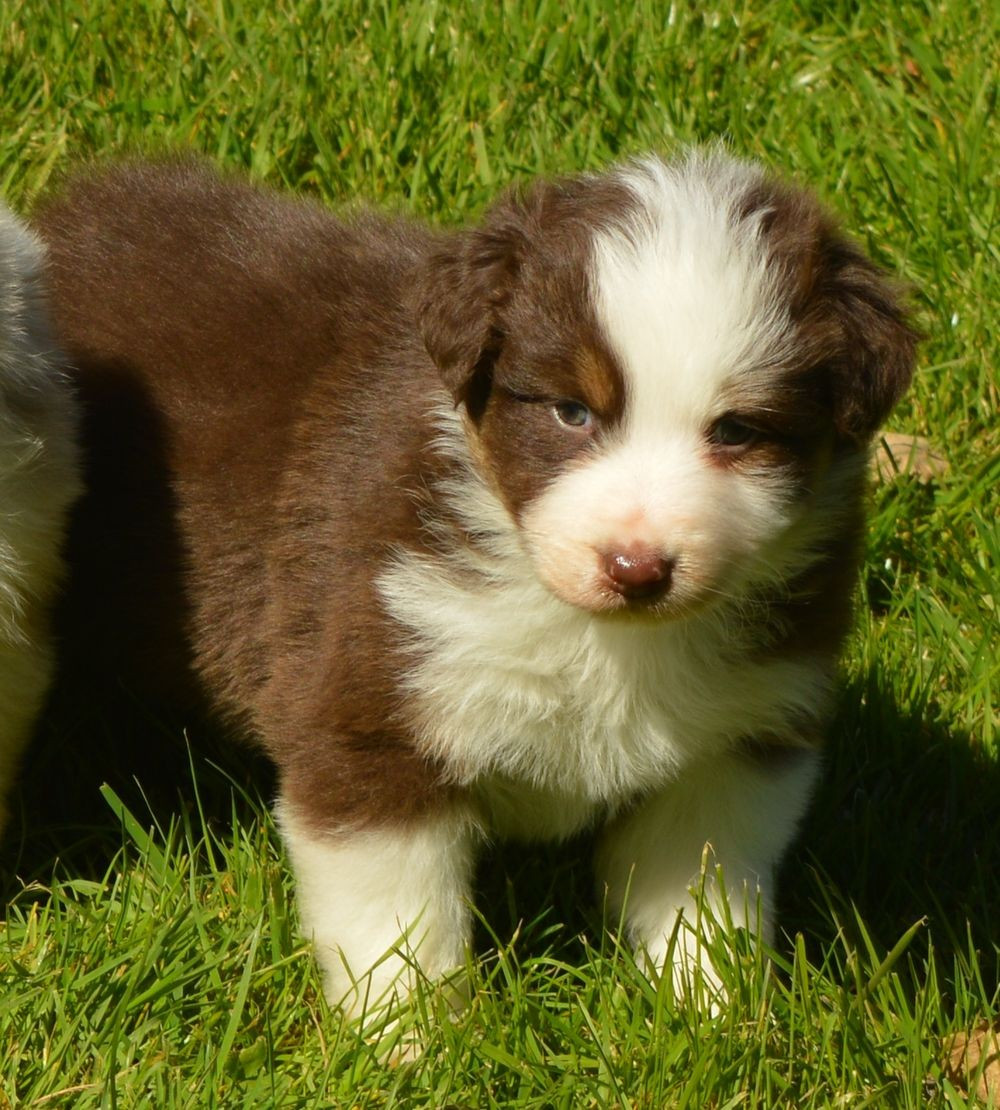 Femelle Rouge Tricolore