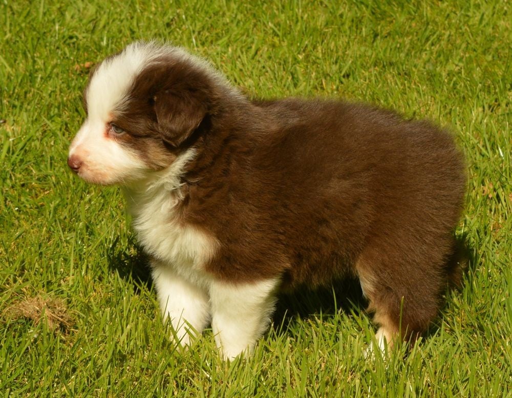 Femelle Rouge Tricolore