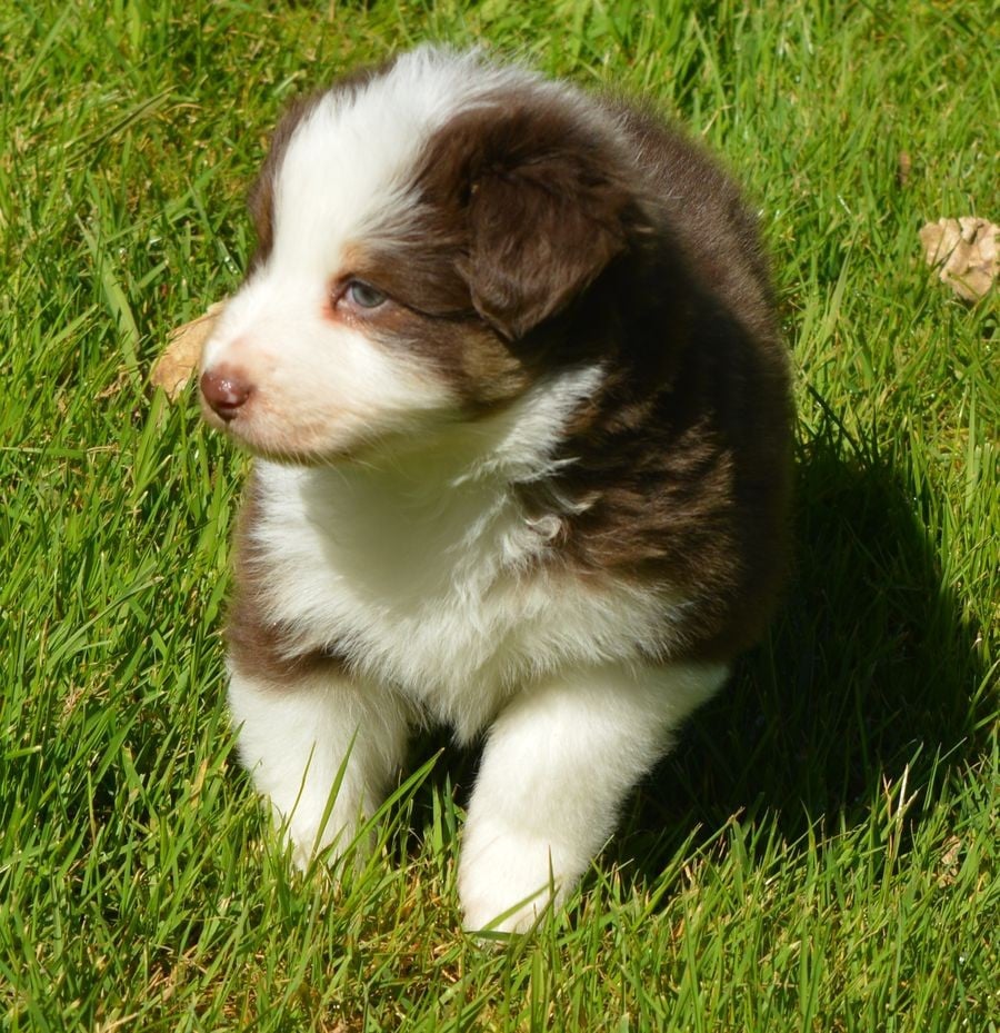 Femelle Rouge Tricolore