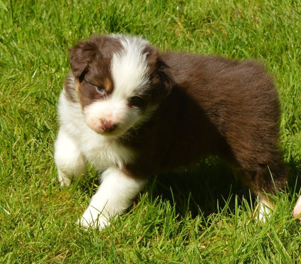 Femelle Rouge Tricolore