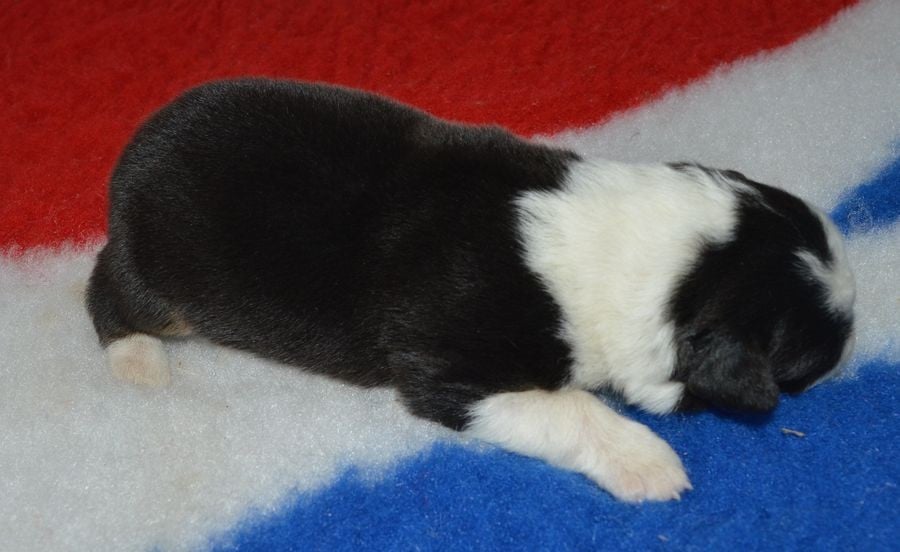 Femelle Noir tricolore 1