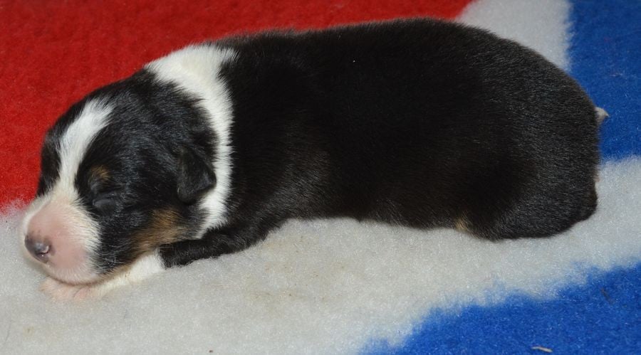 Femelle Tricolore 2