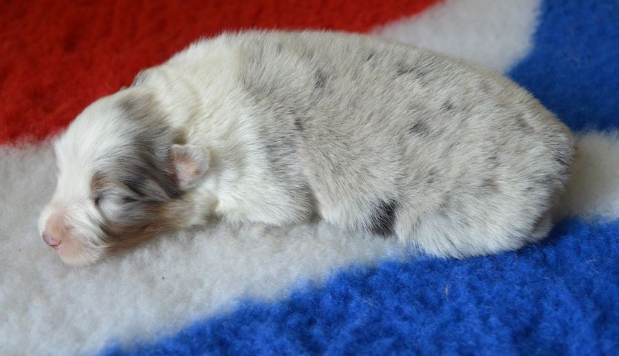 Femelle Bleu Merle 1