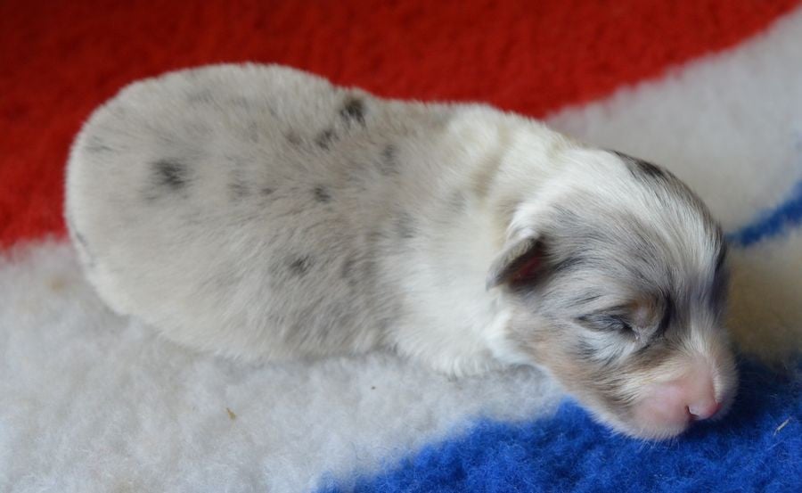 Femelle Bleu Merle 2