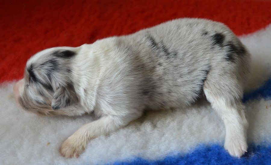 Femelle Bleu Merle 2
