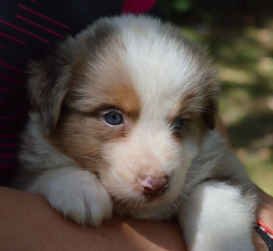 Male Rouge Merle 1