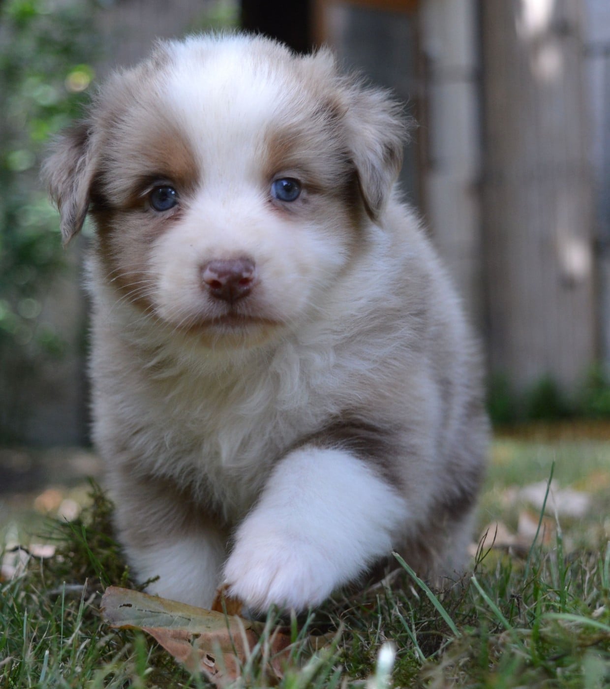 Male Rouge Merle 1