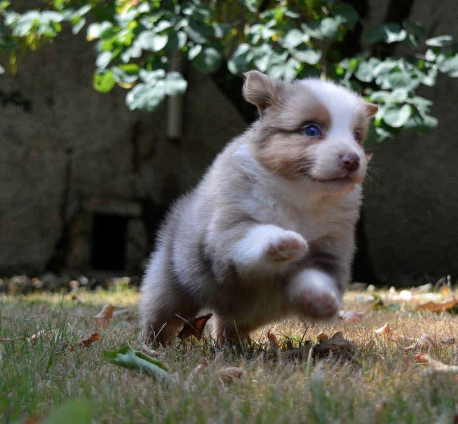 Male Rouge Merle 1