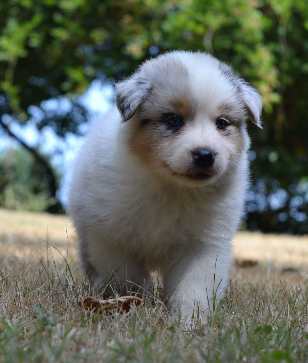 Femelle Bleu Merle 1 : BELA