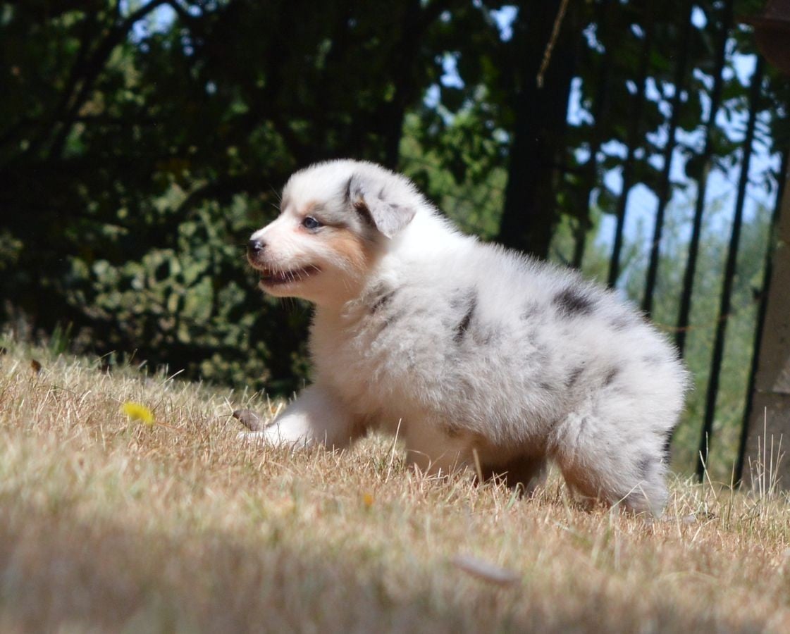 Femelle Bleu Merle 1 : BELA