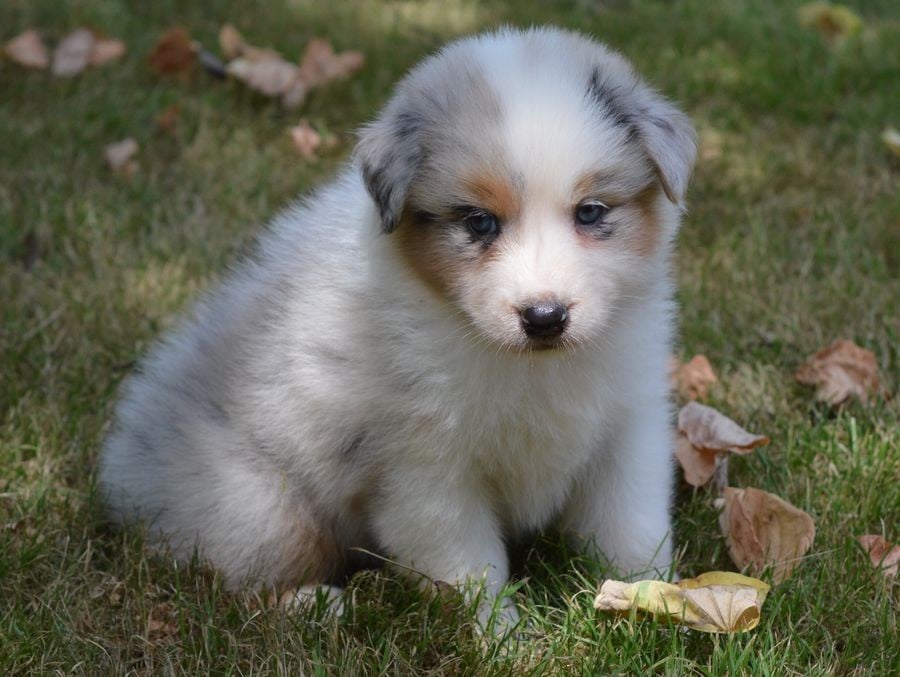 Femelle Bleu Merle 1 : BELA