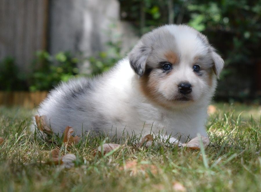 Femelle Bleu Merle 1 : BELA