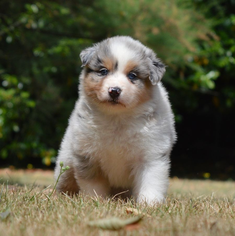 Femelle Bleu Merle 2 : BIANCA
