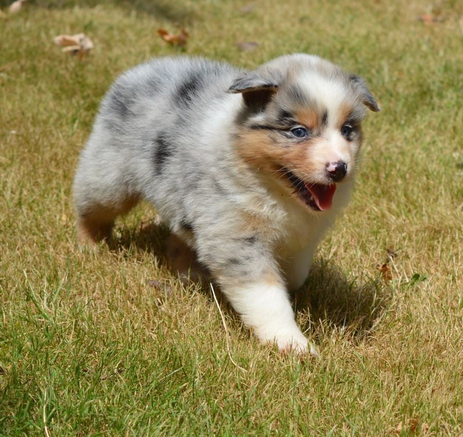 Femelle Bleu Merle 2 : BIANCA