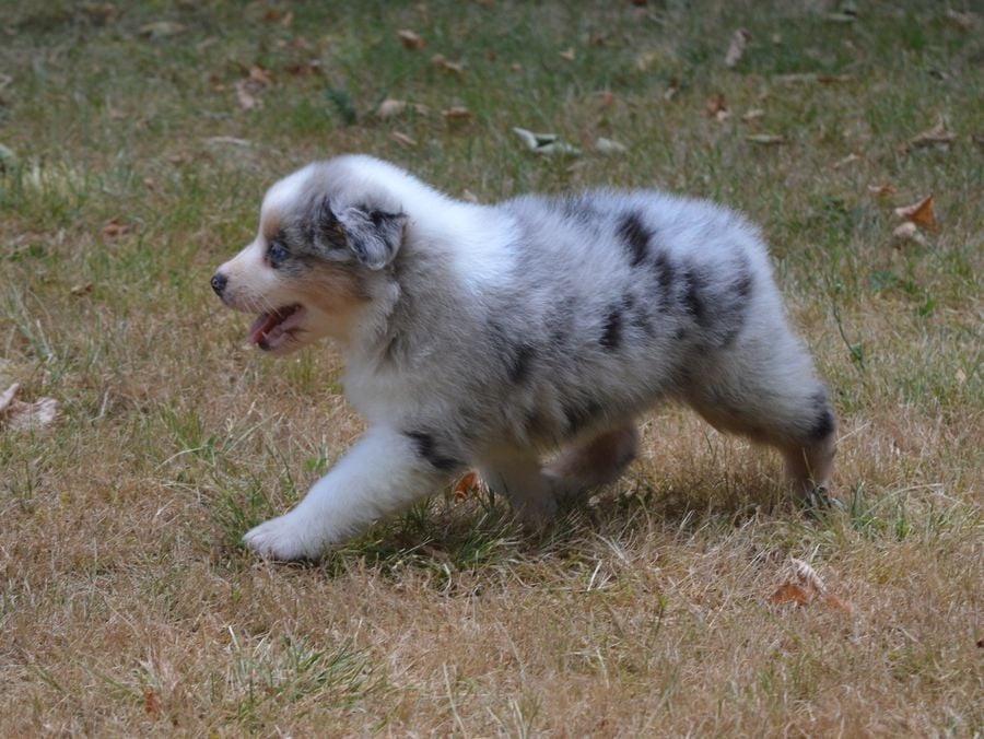 Femelle Bleu Merle 2 : BIANCA