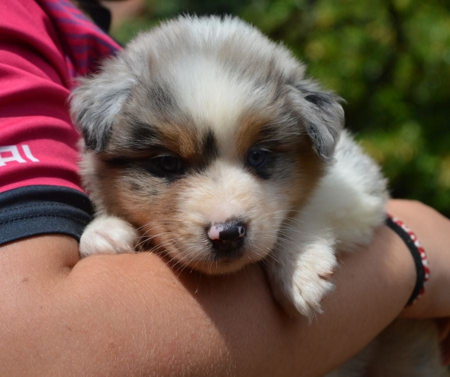 Femelle Bleu Merle 2 : BIANCA