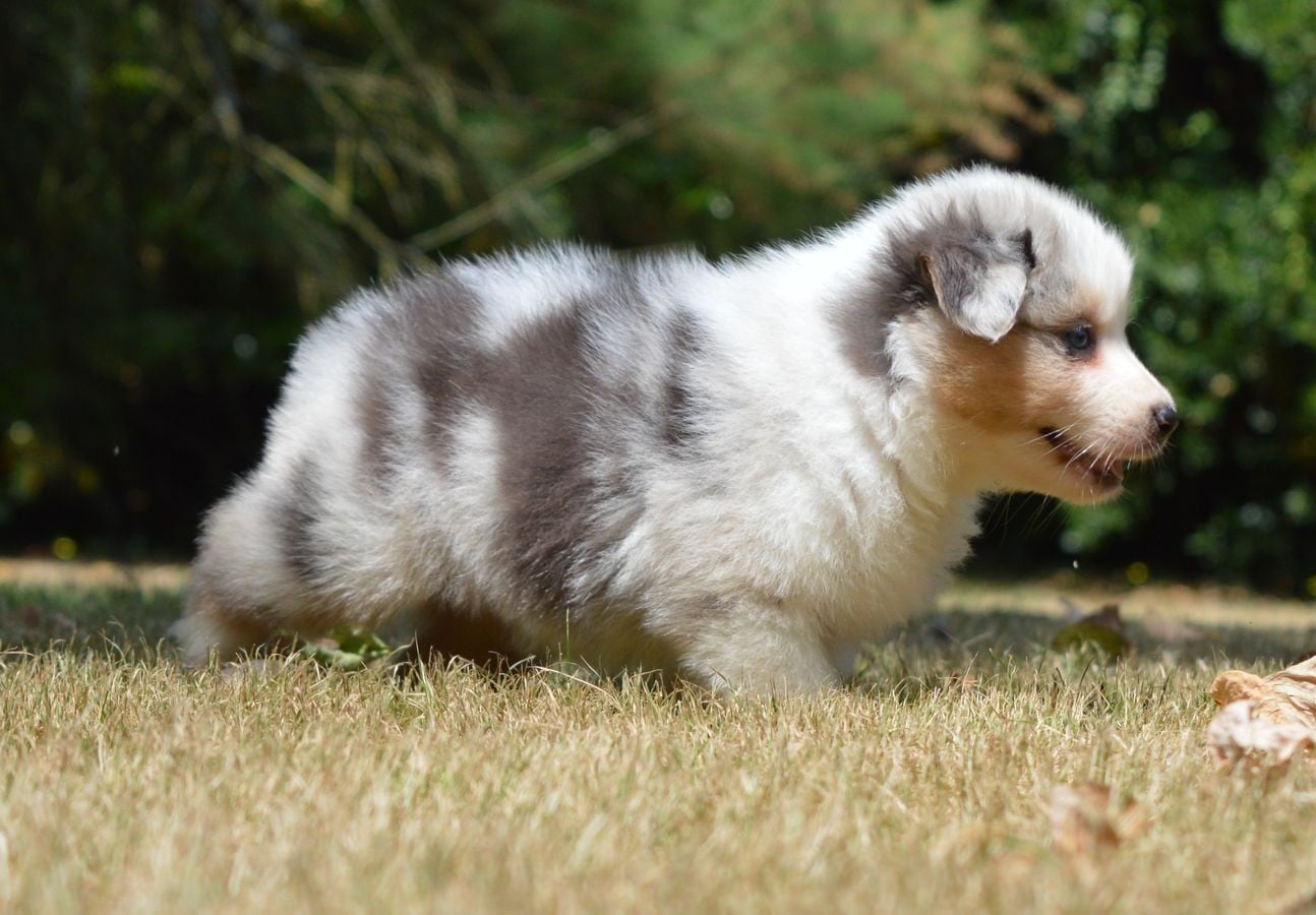 Femelle Bleu Merle 3