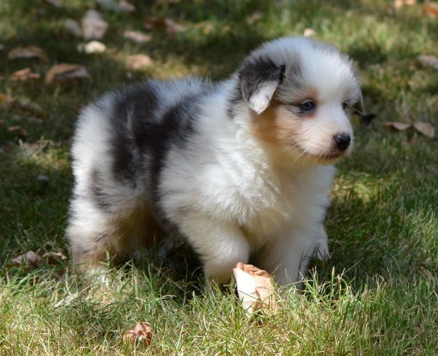Femelle Bleu Merle 3