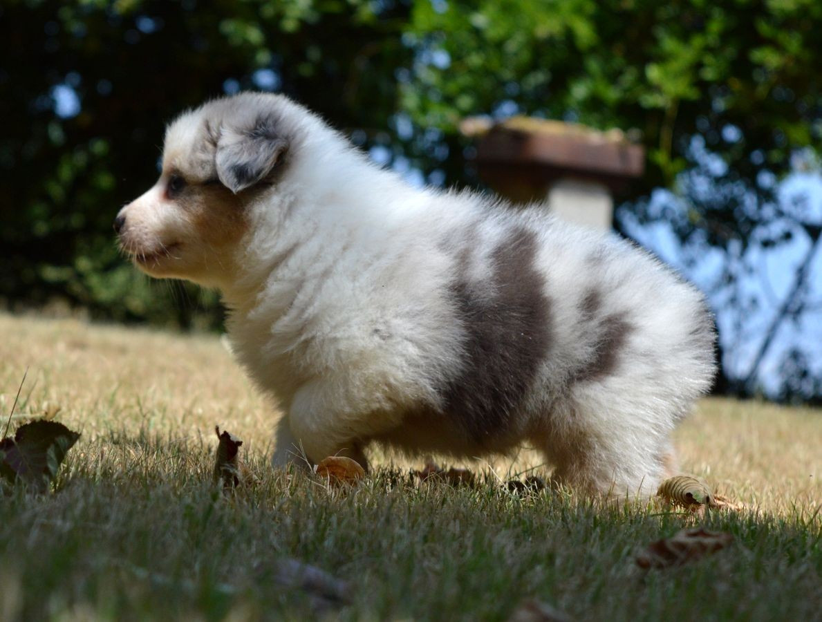 Femelle Bleu Merle 3
