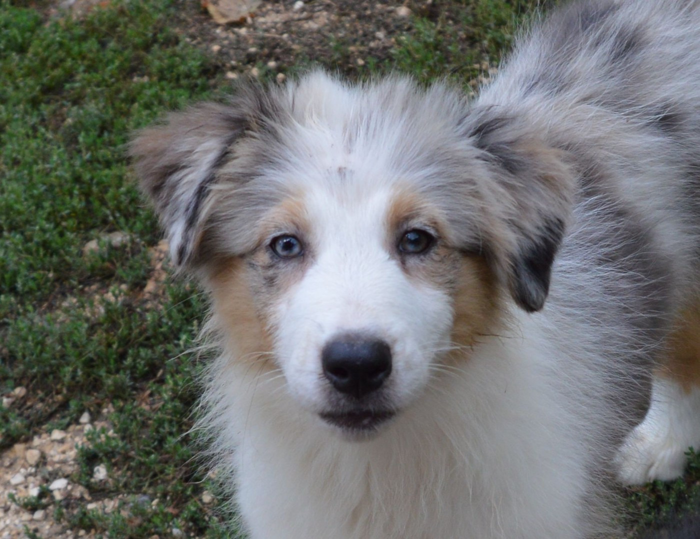 Femelle Bleu Merle 3 : Beverly Blue Hills
