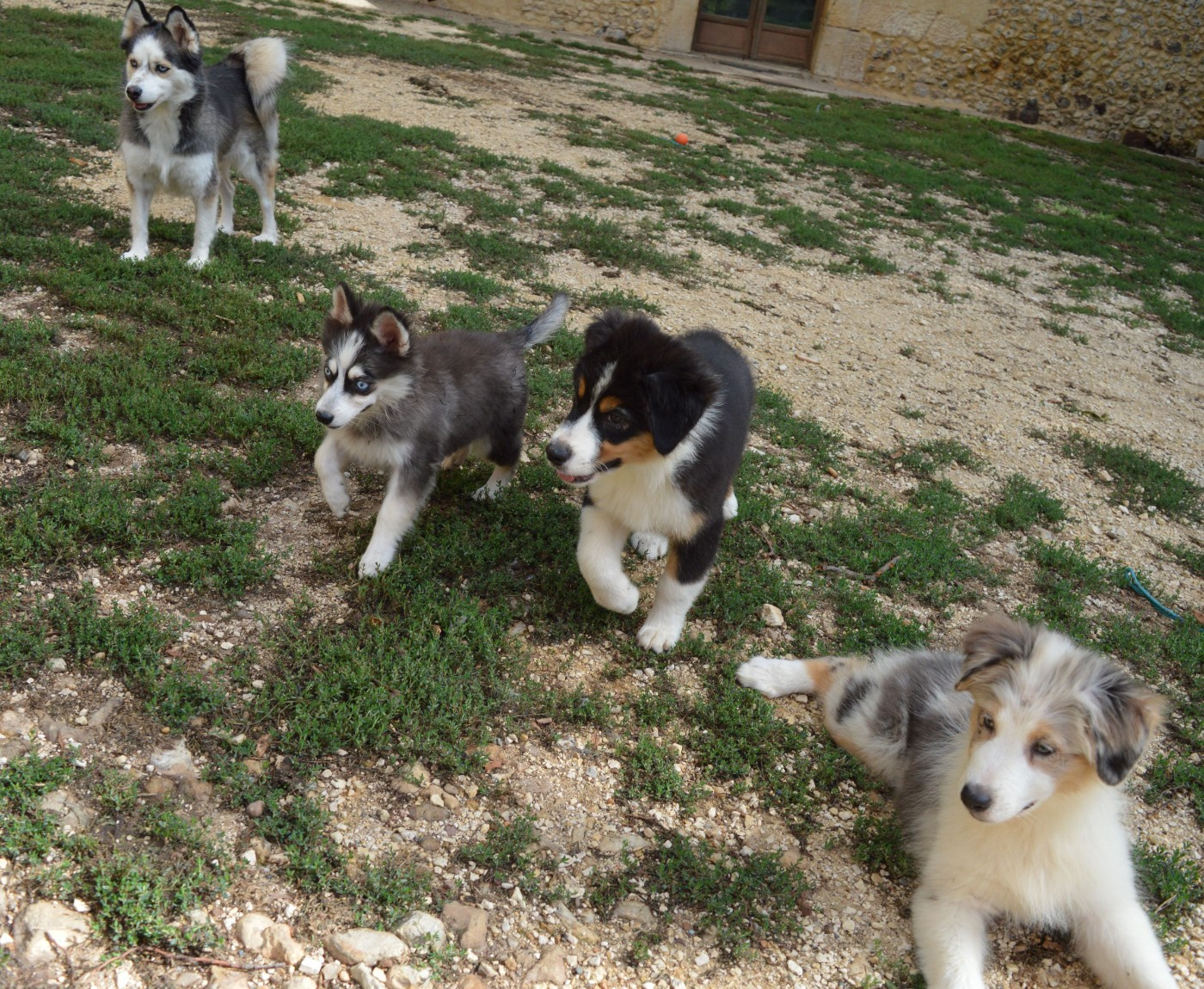 Femelle Bleu Merle 3 : Beverly Blue Hills